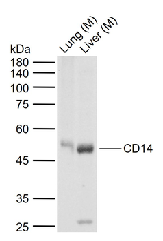 CD14 Rabbit Polyclonal Antibody