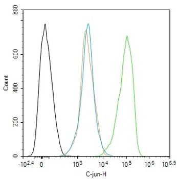 C-jun Rabbit Polyclonal Antibody
