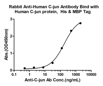 C-jun Rabbit Polyclonal Antibody