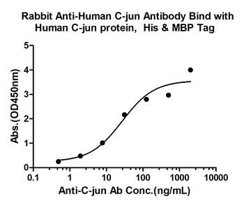 C-jun Rabbit Polyclonal Antibody