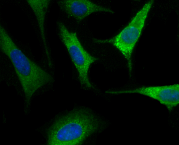 Nogo-A Recombinant Rabbit Monoclonal Antibody