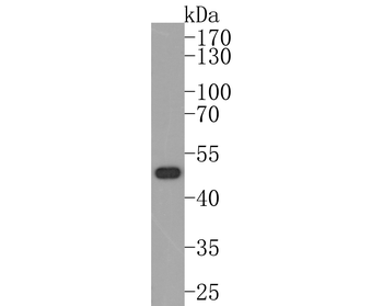 Nogo-A Recombinant Rabbit Monoclonal Antibody