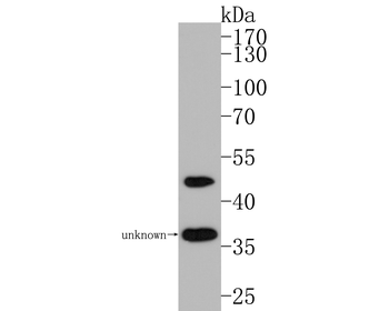 Nogo-A Recombinant Rabbit Monoclonal Antibody