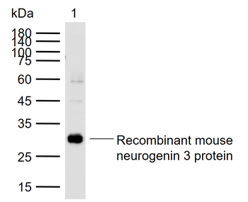 Neurogenin3 Rabbit Polyclonal Antibody