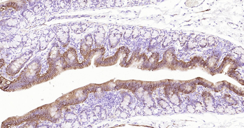 Rat ATP1A1 Ready-To-Use IHC Kit