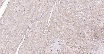 Rat Cytochrome C Ready-To-Use IHC Kit