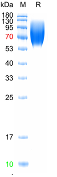 Recombinant human LAMP1 protein, His (HEK293)
