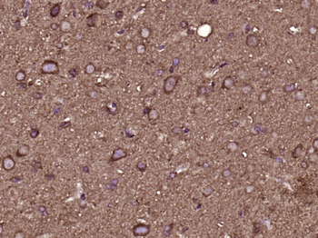 BCOX1 Rabbit Polyclonal Antibody