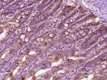 CENPL Rabbit Polyclonal Antibody