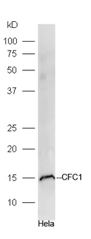CFC1 Rabbit Polyclonal Antibody