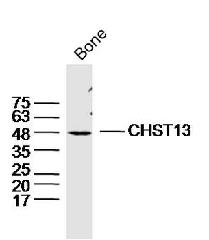 CHST13 Rabbit Polyclonal Antibody