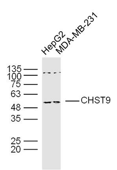 CHST9 Rabbit Polyclonal Antibody