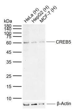 CREB5 Rabbit Polyclonal Antibody