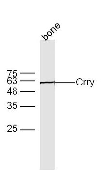 Crry Rabbit Polyclonal Antibody