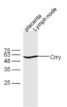 Crry Rabbit Polyclonal Antibody