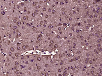 CXXC4 Rabbit Polyclonal Antibody