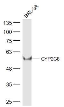 CYP2C8 Rabbit Polyclonal Antibody