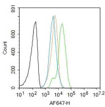 Complement C5 beta chain Rabbit Polyclonal Antibody