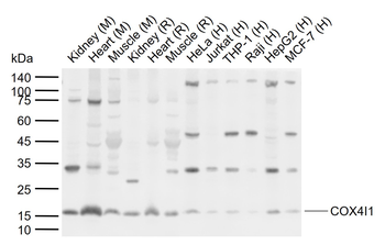COX4I1 Rabbit Polyclonal Antibody