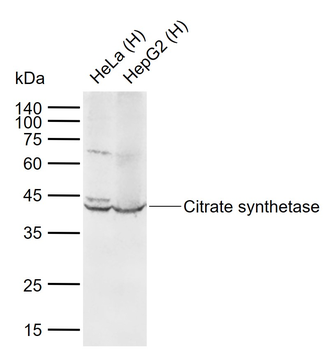 Citrate synthetase Rabbit Polyclonal Antibody