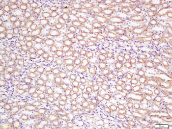 DCTN5 Rabbit Polyclonal Antibody