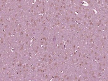 Dexras1 Rabbit Polyclonal Antibody