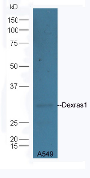 Dexras1 Rabbit Polyclonal Antibody