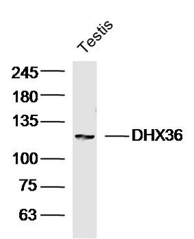 DHX36 Rabbit Polyclonal Antibody