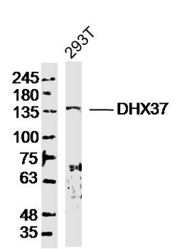 DHX37 Rabbit Polyclonal Antibody