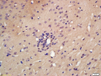 DNA Polymerase epsilon Rabbit Polyclonal Antibody