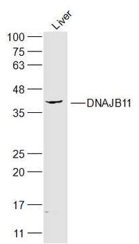 DNAJB11 Rabbit Polyclonal Antibody