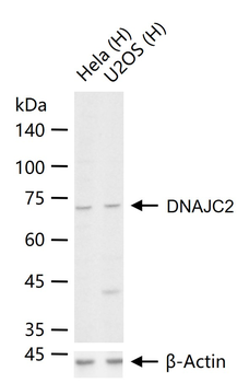 DNAJC2 Rabbit Polyclonal Antibody