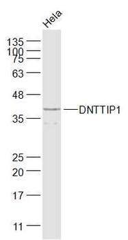 DNTTIP1 Rabbit Polyclonal Antibody