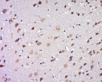 DPAGT1 Rabbit Polyclonal Antibody