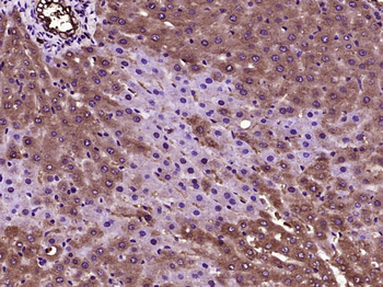 DUSP18 Rabbit Polyclonal Antibody