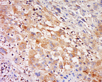 DILP3 Rabbit Polyclonal Antibody