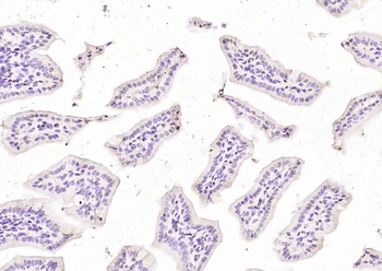 EAN57 Rabbit Polyclonal Antibody