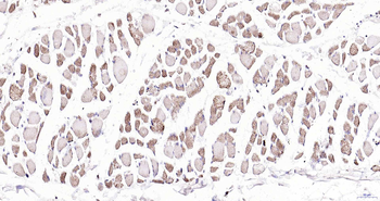 EDARADD Rabbit Polyclonal Antibody