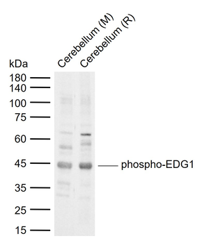 Phospho-EDG1 (Thr236) Rabbit Polyclonal Antibody