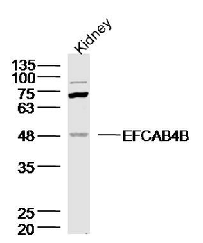 EFCAB4B Rabbit Polyclonal Antibody