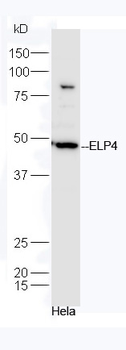 ELP4 Rabbit Polyclonal Antibody