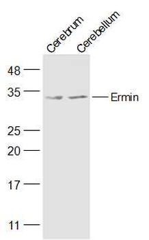 Ermin Rabbit Polyclonal Antibody