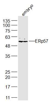 ERp57 Rabbit Polyclonal Antibody