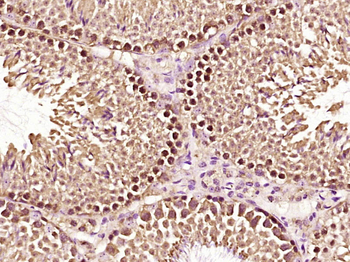 ERRFI1 Rabbit Polyclonal Antibody