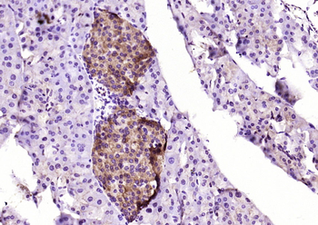 ESD Rabbit Polyclonal Antibody