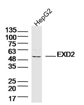 EXD2 Rabbit Polyclonal Antibody