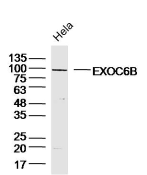 EXOC6B Rabbit Polyclonal Antibody