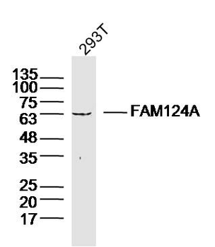 FAM124A Rabbit Polyclonal Antibody
