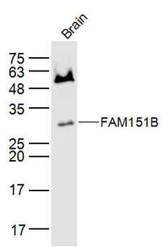 FAM151B Rabbit Polyclonal Antibody