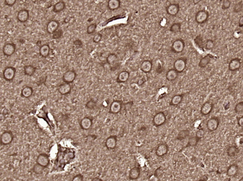 FAM55C Rabbit Polyclonal Antibody